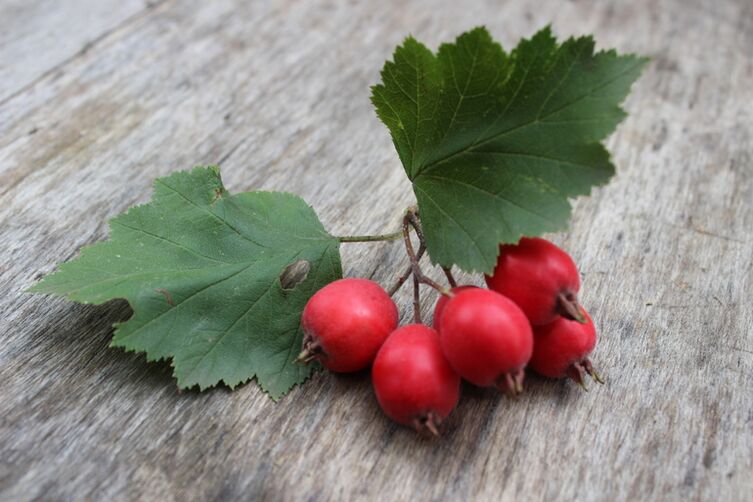 Hawthorn berries পুরুষ লিবিডো বৃদ্ধি এবং erections শক্তিশালী