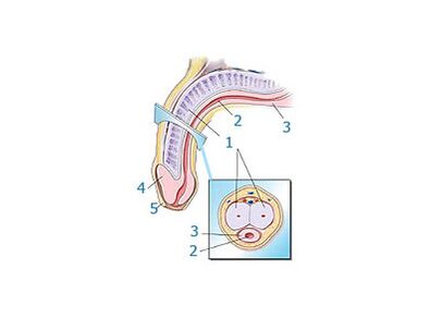 লিঙ্গ গঠন