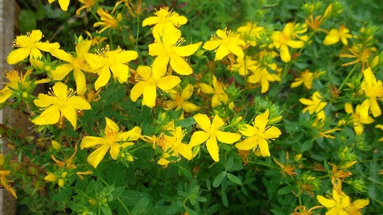 কী গুল্ম পুরুষ শক্তি বৃদ্ধি করে