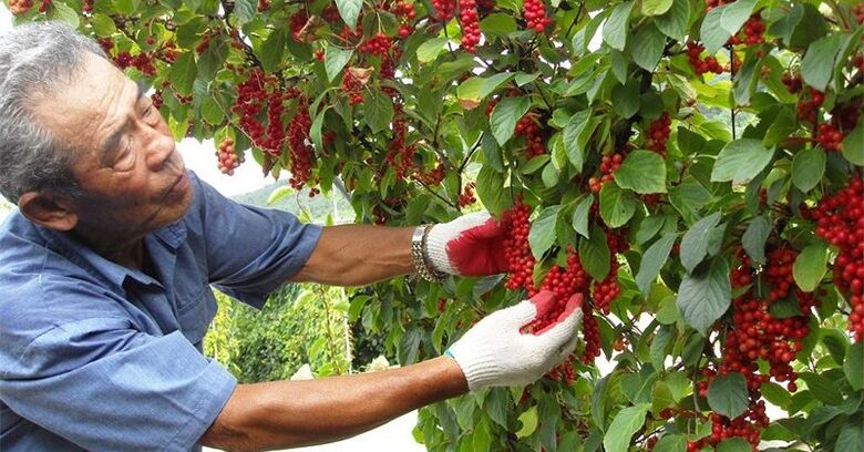 চীনা লেমনগ্রাস শক্তি বাড়ানোর জন্য